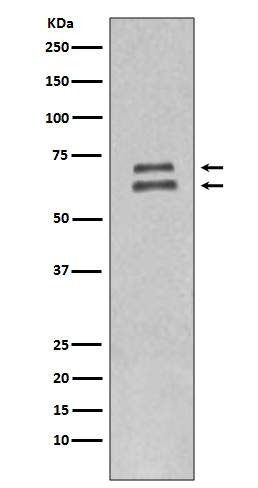 Anti- Lamin A/C antibody images: Western blotting.