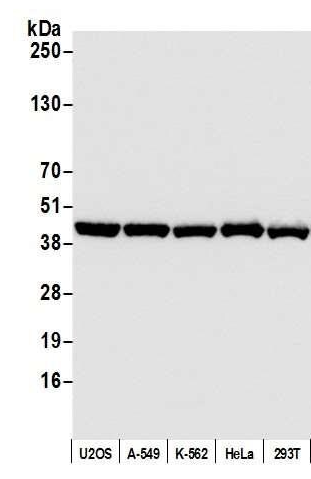 HRP-beta-Actin-antibody-mouse-mAb-Western-blot-AT0048