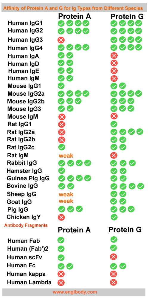 Alkali-Tolerant Protein A agarose Resin 6FF for Antibody Purification