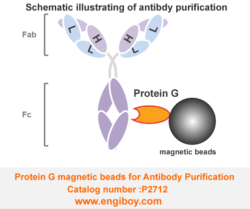 Protein G Magnetic Beads for Antibody Purification