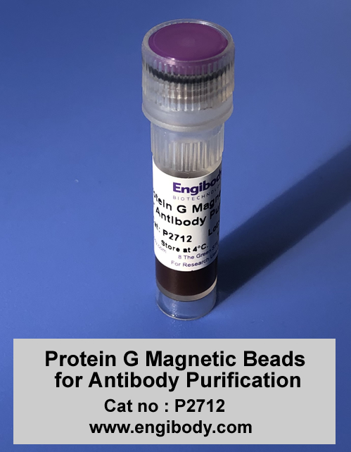 Protein G Magnetic Beads for Antibody Purification