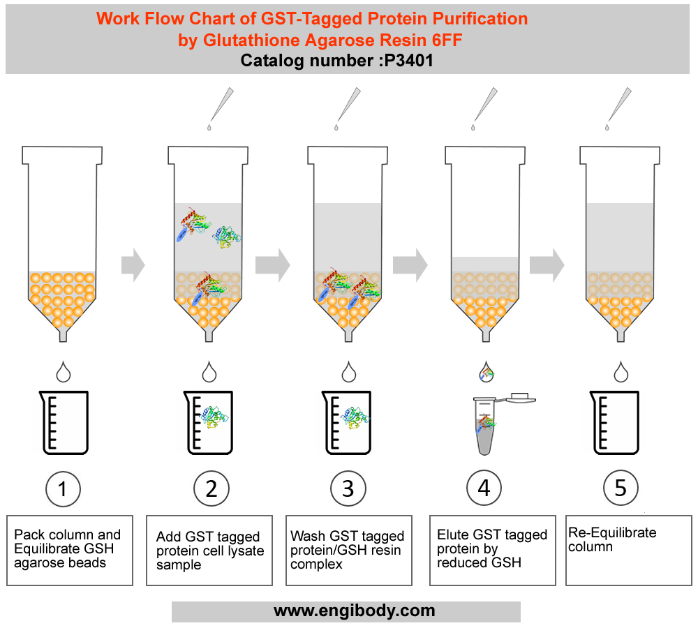 Glutathione Agarose Resin 6FF for GST-Tagged Protein Purification