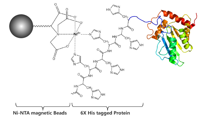 His tagged Fusion Protein Purification Kit (Ni-NTA Magnetic Beads, Soluble Protein) 