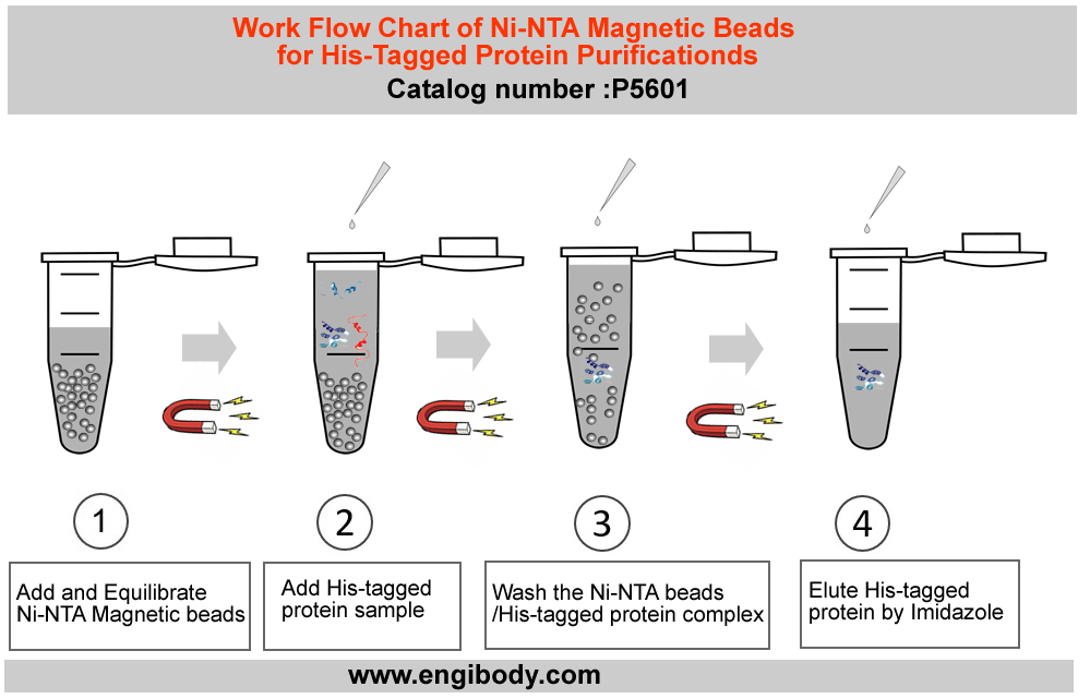 His tagged Fusion Protein Purification Kit (Ni-NTA Magnetic Beads, Soluble Protein) 
