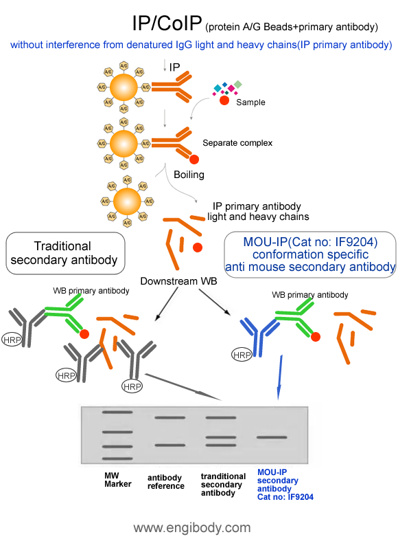MOU-IP Anti-mouse IgG (HRP) for IP/CoIP