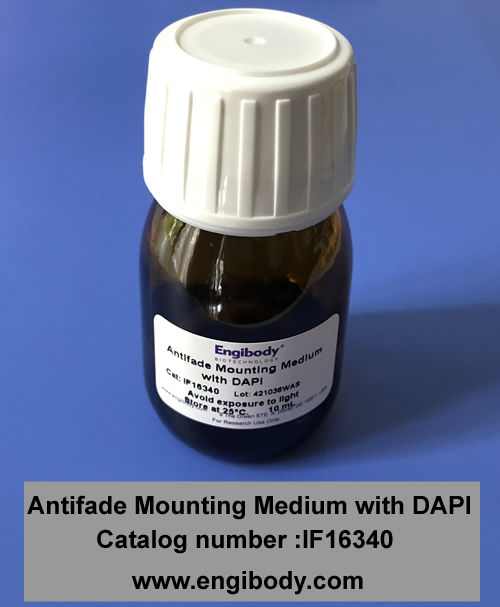 Antifade Fluorescence Mounting Medium with DAPI