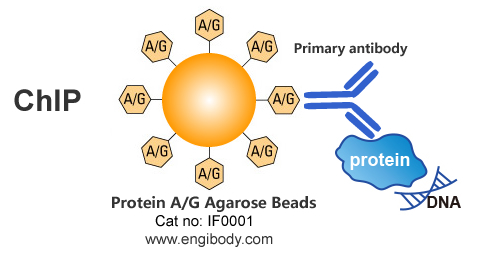 Protein A/G Agarose Beads for IP/CoIP/ChIP