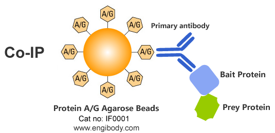 Protein A/G Agarose Beads for IP/CoIP/ChIP