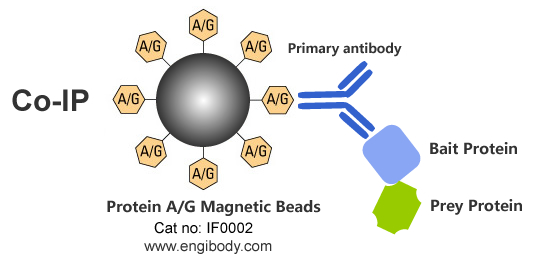 Protein A/G Magnetic Beads for Co-IP