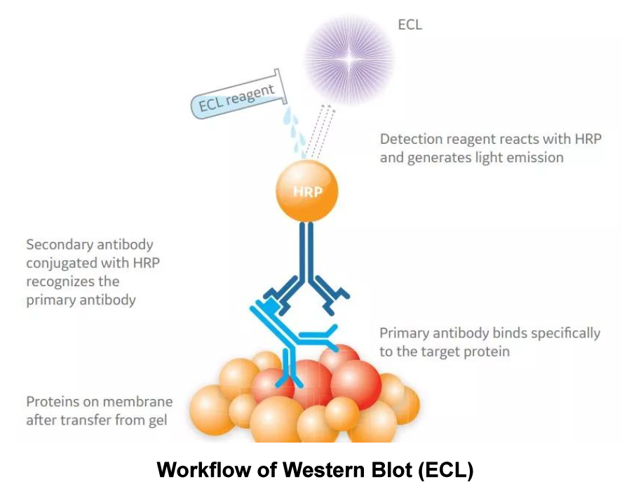 ECL