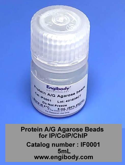 Protein A/G Agarose Beads for IP/CoIP/ChIP