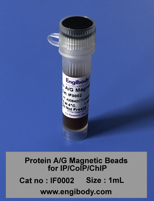 Protein A/G Magnetic Beads for IP/CoIP/ChIP