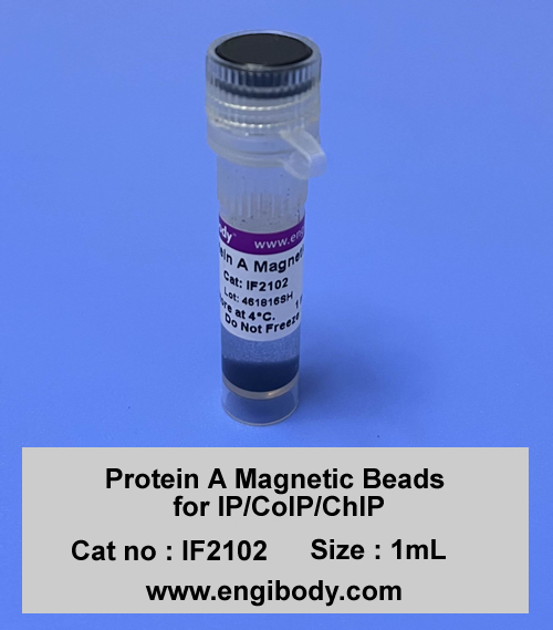 Protein A Magnetic Beads for IP/CoIP/ChIP