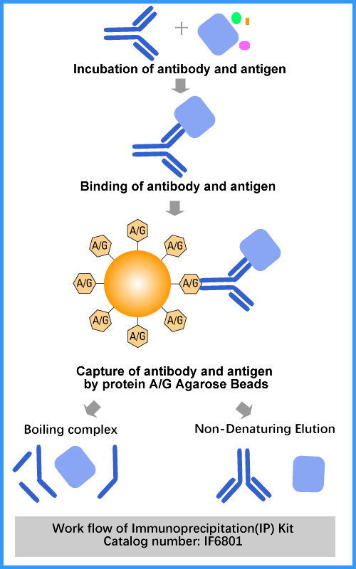 Immunoprecipitation(IP) Kit