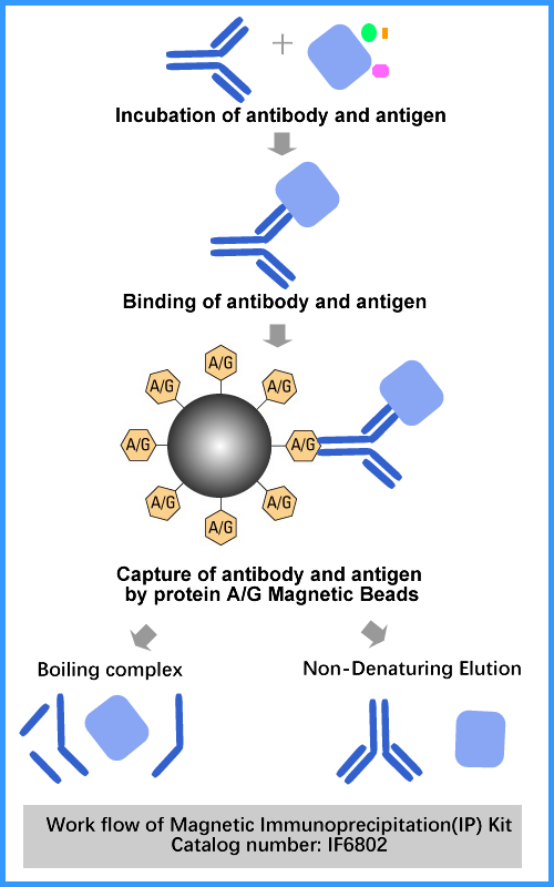 Magnetic Immunoprecipitation(IP) Kit