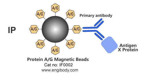 Protein A/G Magnetic Beads for IP
