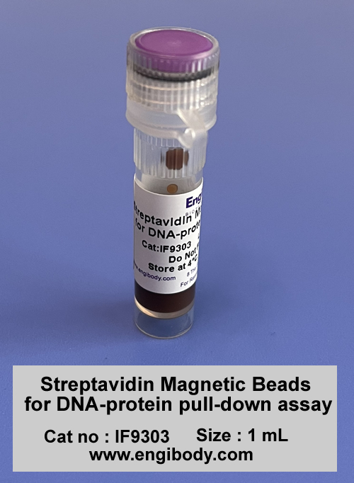 Streptavidin Magnetic Beads for DNA-protein pull-down assay